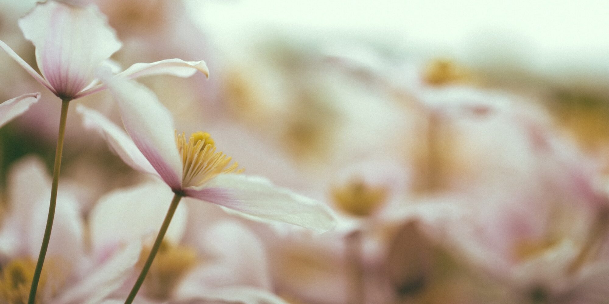 Vivere-il-lutto-francesca-scarano