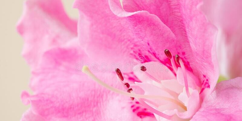 anche-le-vagine-piangono-francesca-scarano