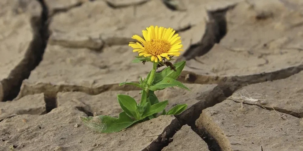 flower-on-crack-ground